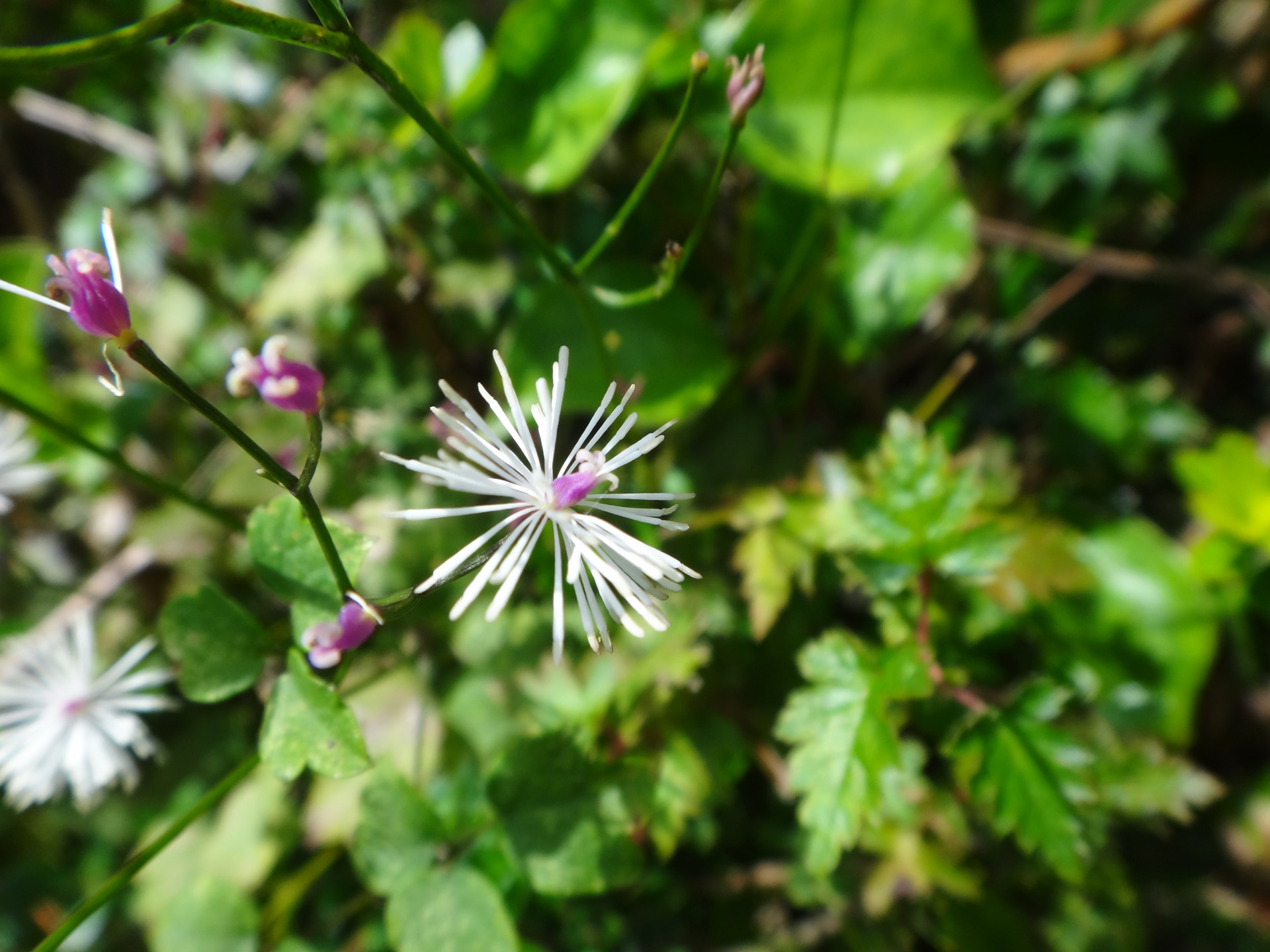 佐賀県 天山｜アクセス方法や装備について解説｜マウンテンシティメディア